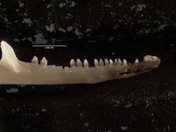 Media type: image;   Herpetology R-140032